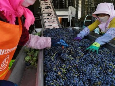 青創(chuàng)農(nóng)場(chǎng)丨農(nóng)創(chuàng)團(tuán)聚地,夢(mèng)想新沃地--吳忠市示范性青創(chuàng)農(nóng)場(chǎng)展播(二)